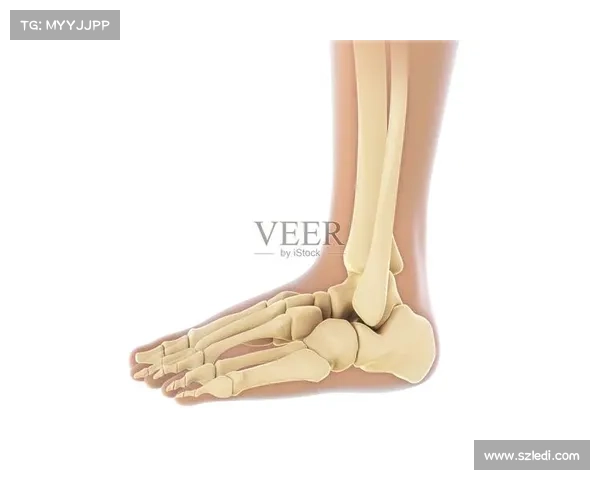 马的脚趾结构与演化独特性探究及其对生物学适应性的影响