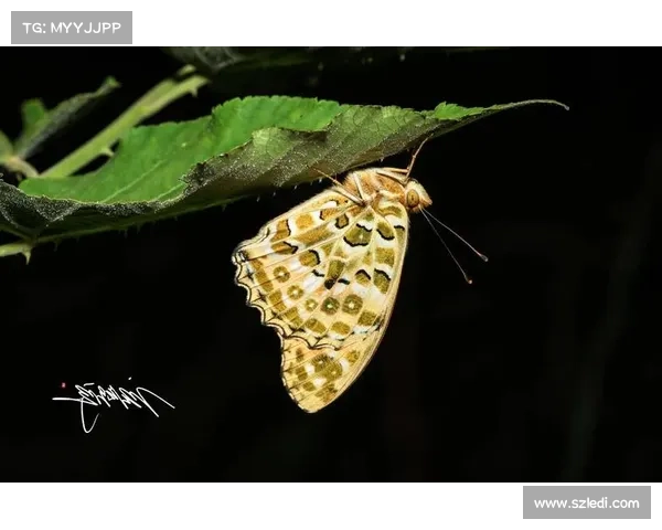 如何有效保护蝴蝶平原生态环境及其生物多样性提升策略