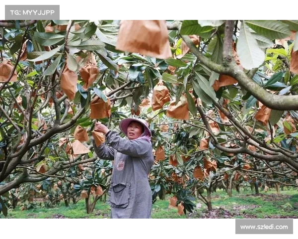 高地红石榴：丰收乐章